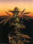 Page: - 62 | High Times