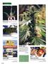 Page: - 86 | High Times