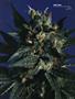 Page: - 87 | High Times