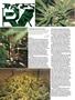 Page: - 104 | High Times