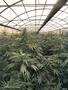 Page: - 105 | High Times