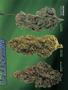 Page: - 61 | High Times
