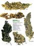 Page: - 62 | High Times