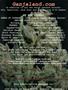 Page: - 84 | High Times