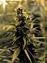 Page: - 87 | High Times