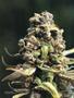 Page: - 105 | High Times