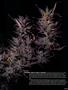 Page: - 59 | High Times