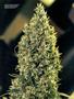 Page: - 105 | High Times