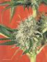Page: - 59 | High Times