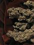 Page: - 60 | High Times