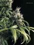Page: - 62 | High Times