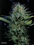Page: - 73 | High Times