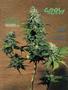 Page: - 85 | High Times
