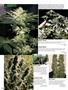 Page: - 86 | High Times
