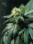 Page: - 87 | High Times