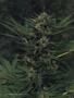 Page: - 105 | High Times