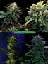 Page: - 59 | High Times