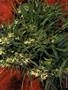 Page: - 61 | High Times