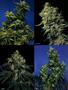 Page: - 62 | High Times