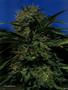 Page: - 67 | High Times