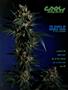 Page: - 85 | High Times