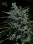 Page: - 87 | High Times