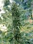 Page: - 105 | High Times