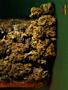 Page: - 61 | High Times