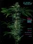 Page: - 85 | High Times