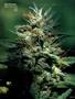 Page: - 87 | High Times