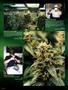 Page: - 88 | High Times