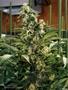 Page: - 105 | High Times