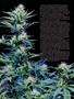 Page: - 58 | High Times