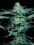 Page: - 59 | High Times