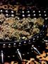 Page: - 61 | High Times