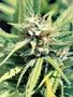Page: - 62 | High Times