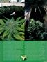 Page: - 63 | High Times