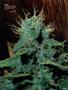 Page: - 87 | High Times