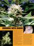 Page: - 98 | High Times