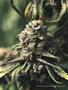 Page: - 104 | High Times