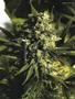 Page: - 53 | High Times