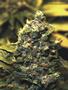 Page: - 59 | High Times