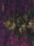 Page: - 60 | High Times