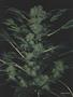 Page: - 62 | High Times