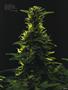 Page: - 87 | High Times