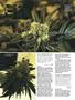 Page: - 104 | High Times