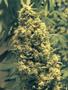 Page: - 105 | High Times