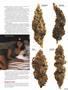 Page: - 55 | High Times