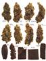 Page: - 62 | High Times