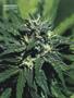 Page: - 87 | High Times